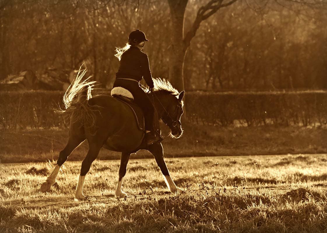 Reiten: die digitale Stallverwaltung für Reitanlagen